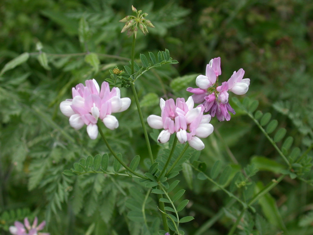 Galega officinalis & Securigera varia